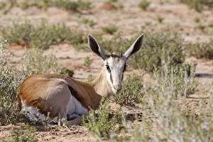 Antidorcas Marsupialis Prints: Springbok (Antidorcas marsupialis)