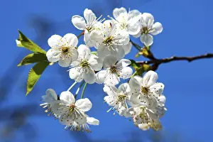 Springtime Landscape Prints: Springtime