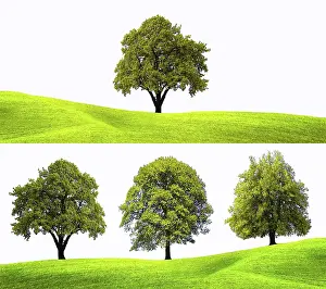 Spring Concept Prints: Springtime concepts