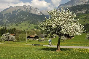 Natural Environment Protection Prints: Springtime in the Simmental, Daerstetten