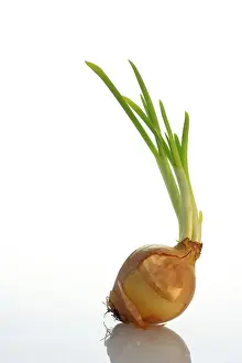 Studio Shot Of Onion Prints: One sprouting onion