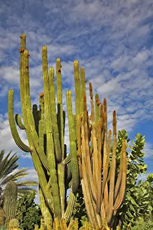 Deserted Cactus Landscape Prints: Thin sprouts a cactuses and bushes on a background of the sky and clouds