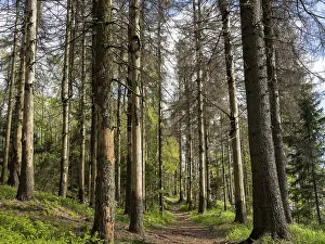 Central Europe Mountainous Landscape Photo Prints: Spruce forest infested by bark beetles