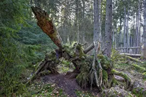 Moss Covered Trees Europe Prints: Spruce forest, moss, protected forest