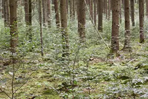 Bavarian Countryside Landscapes Prints: Spruce forest with young beeches