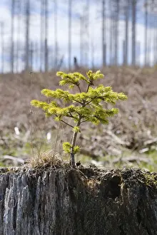 Harz Mountains Germany Prints: Spruce growing from a tree stump