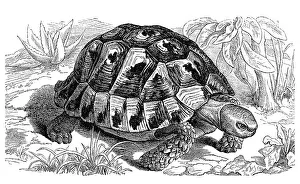 Historic Wildlife Images Prints: Spur-thighed tortoise (Testudo graeca)