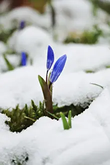 Spring Flowering Plants In Germany Prints: Squill (Scilla), Germany
