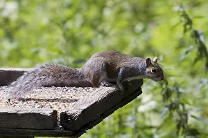 Mammals Of The UK Prints: Squirrel on top of a bird table
