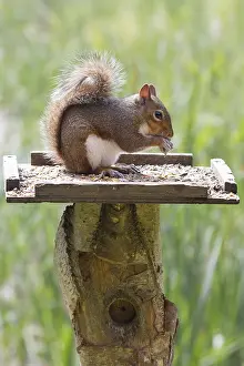 Deserted Bird Feeder Scene Prints: Squirrel on top of a bird table feeding