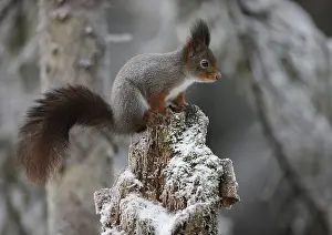 Winter Rodent Prints: Squirrel on a branch