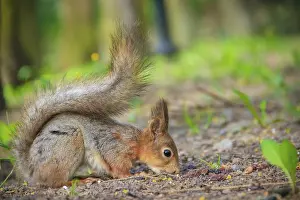 Prints of Squirrel eating a nutlet. Red squirrel. Squirrel is eating. Rodent. Animals of the park. Summer park Eurasian Red Squirrel Prints: Red Squirrel Eating a Nutlet Print