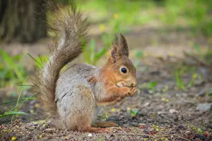 Prints of Squirrel eating a nutlet. Red squirrel. Squirrel is eating. Rodent. Animals of the park. Summer park Eurasian Red Squirrel Prints: Red Squirrel eating a nutlet Print