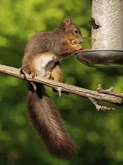 Prints of Squirrel eats bird food Eurasian Red Squirrel Prints: Squirrel Eats Bird Food Print