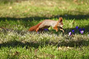 First Day Of Spring In Germany Prints: Squirrel jumping on a crocus meadow