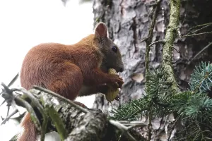 Middle Europe Nature Scenes Prints: Squirrel, June, Germany