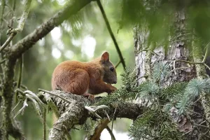 German Animal Pictures Prints: Squirrel, June, Germany