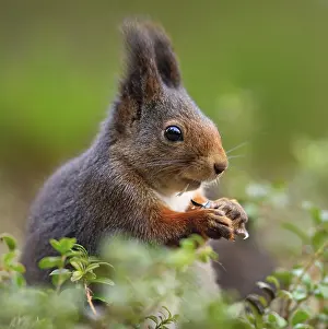 Norwegian Wildlife Photography Prints: Squirrel in Norway