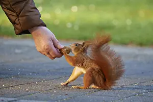 Eurasian Red Squirrel Prints: A squirrel receiving nuts from a hand on a pavement