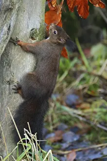 Squirrel Climbing Tree Prints: Squirrel, Sciurus, climbing up a tree