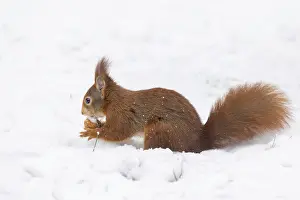 European Mammal Prints: Squirrel (Sciurus), Germany