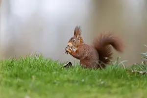European Mammal Prints: Squirrel (Sciurus), Germany