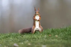 European Mammal Photography Prints: Squirrel (Sciurus), Germany