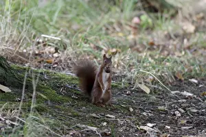 Deserted Forest Scenes Prints: Squirrel (Sciurus), nut, forest floor