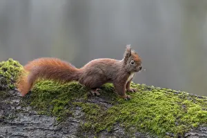 Prints of The squirrel (Sciurus vulgaris) searches the tree trunk intensively for hazelnuts and only when there are none left does it go its way, sweet, cute, January, Germany Eurasian Red Squirrel Prints: The Squirrel (Sciurus vulgaris) Print, Germany January