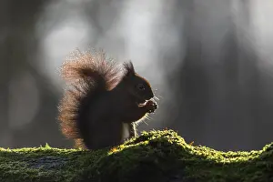 Prints of Squirrel (Sciurus vulgaris) backlit, sweet, cute, February, Germany Eurasian Red Squirrel Prints: Backlit Squirrel Print, Germany, February
