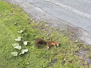 Central Europe Rodents Prints: Squirrel (Sciurus vulgaris) dead squirrel on the roadside
