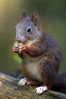 Rodent Animal Feed Prints: Squirrel (Sciurus vulgaris), eating a nut