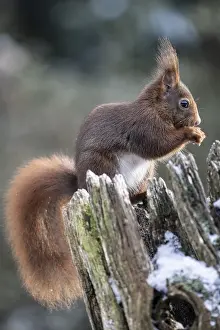 German Mammal Prints: Squirrel (Sciurus vulgaris), Emsland