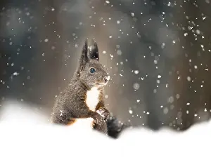 Prints of Squirrel (Sciurus vulgaris) during snowfall, Graubunden, Switzerland Squirrel (Sciurus vulgaris) during snowfall, Graubnden, Switzerland Eurasian Red Squirrel Prints: Squirrel in Snow, Graubunden Print