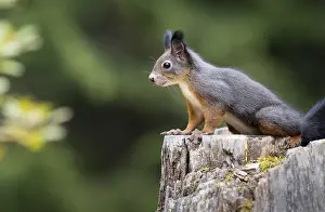 Prints of Squirrel (Sciurus vulgaris) on a tree stump, Graubunden, Switzerland Squirrel (Sciurus vulgaris) on a tree stump, Graubnden, Switzerland Eurasian Red Squirrel Prints: Print of Squirrel on Tree Stump, Graubunden, Switzerland