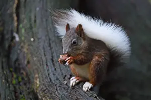 Brandenburg Germany Wildlife Prints: Squirrel (Sciurus vulgaris), with white tail