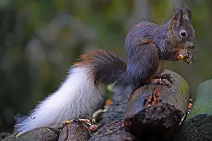 German Mammal Species Prints: Squirrel (Sciurus vulgaris), with white tail