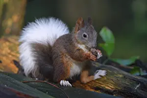 Rodent Animal Feed Prints: Squirrel (Sciurus vulgaris), with white tail