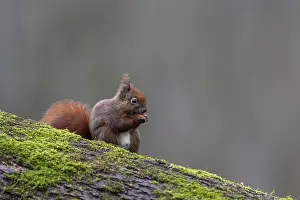 Prints of Squirrels (Sciurus vulgaris) are very cute creatures, sweet, cute, January, Germany Eurasian Red Squirrel Prints: Squirrel Print - Sciurus vulgaris in January, Germany