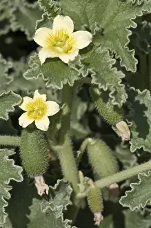 Southeast Europe Botany Prints: Squirting Cucumber or Exploding Cucumber (Ecballium elaterium)