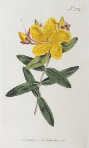 Historic Flower Illustrations Prints: St John's wort (Hypericum)