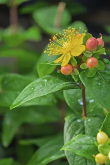 Hypericum Inodorum Prints: St. John's wort (Hypericum inodorum)