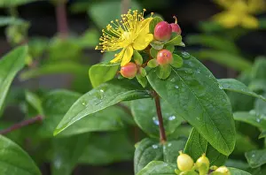 Yellow Blossom Close Up Prints: St. John's Wort (Hypericum inodorum)