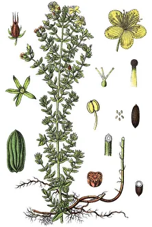 Medical Herb Images Prints: St John's wort (Hypericum perforatum)