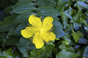 Medicinal Herb Europe Prints: St. John's wort (Hypericum perforatum)