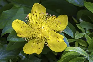 Germany Plant Life Prints: St. John's wort (Hypericum perforatum)