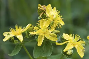 Hypericum Perforatum Prints: St. John's Wort (Hypericum perforatum)