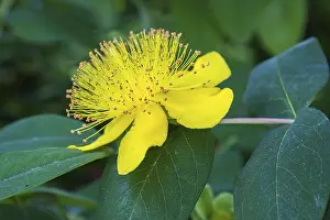 Central European Nature Scene Prints: St. John's wort (Hypericum perforatum)