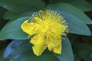 Central European Flowers Prints: St. John's wort (Hypericum perforatum)