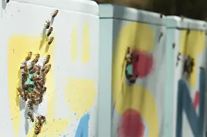 Wild Bee Conservation Prints: Stack of colorful beehives in polystyrene